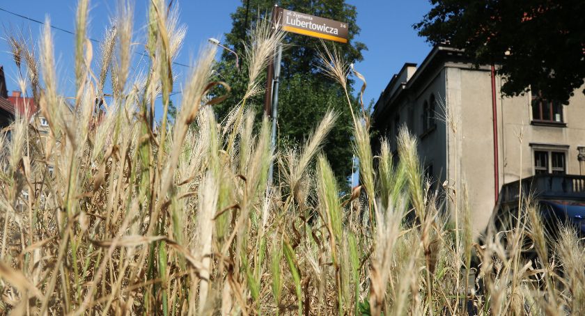 W Bielsku-Białej rośnie zboże | Czy miasto czekają żniwa?