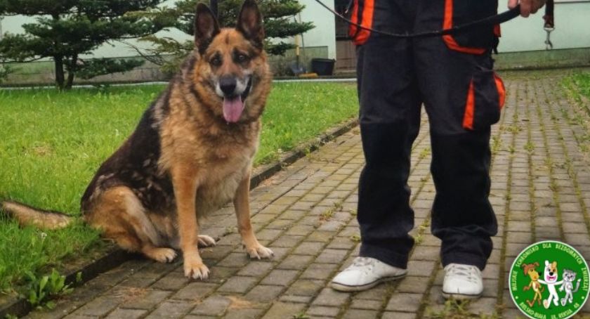 Psy odebrane z katowni czekają na adopcję w Bielsku-Białej FOTO