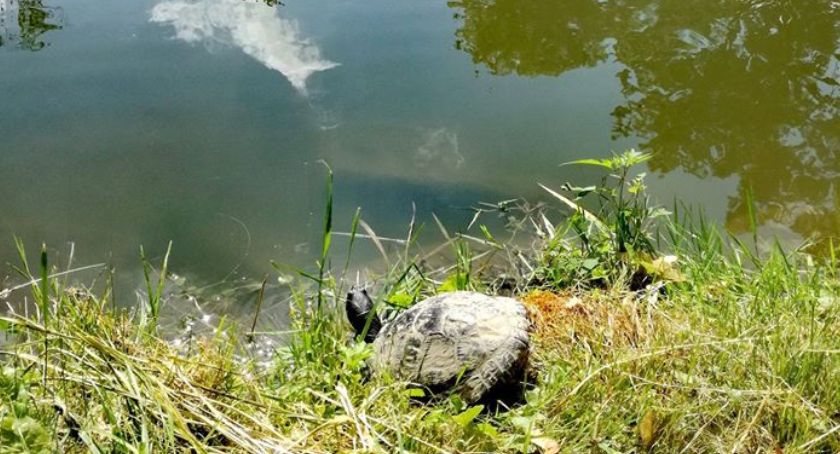 Ktokolwiek widział? Poszukiwany egzotyczny żółw z Parku w Jaworzu