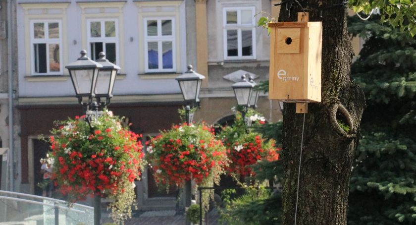Budki dla ptaków podłączone do prądu? Urząd Miasta tłumaczy