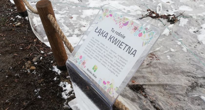Wysiano trzy nowe łąki kwietne w Bielsku-Białej | Gdzie na wiosnę zakwitną kwiaty? FOTO