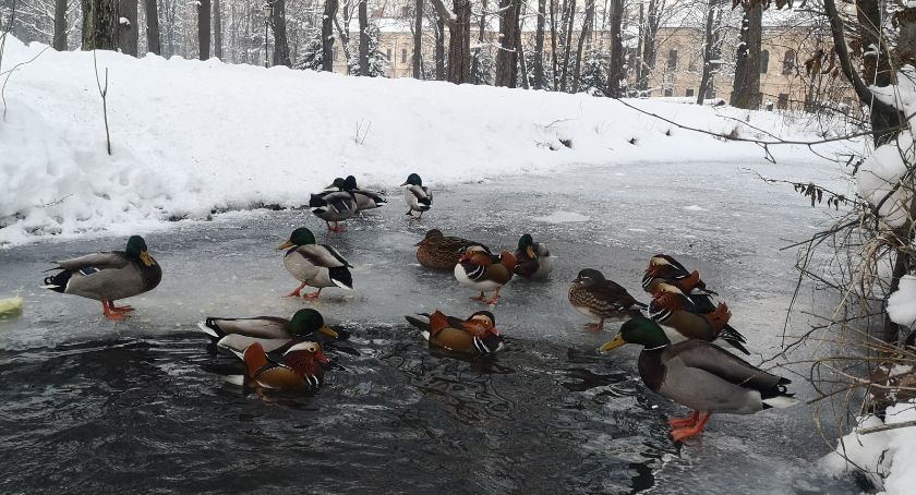 Zima w żywieckim Parku Habsburgów FOTO