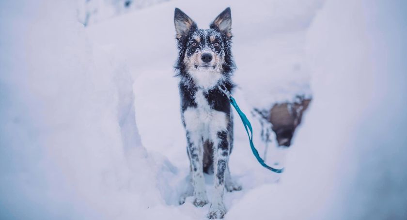 Milka, Denver i Oslo - Trzy kolejne psy ratownicze dołączyły do GOPR Beskidy FOTO