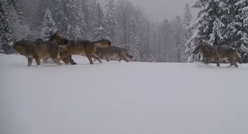 Śnieżna zabawa wilków z  Beskidzie Żywieckim FILM