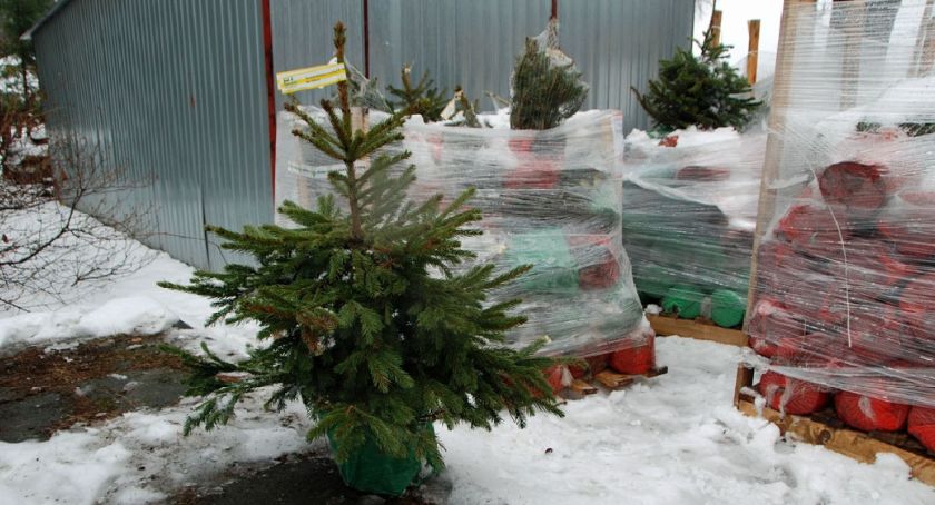 150 niesprzedanych w święta choinek przekazano miastu
