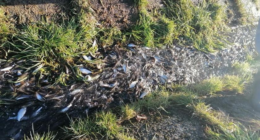 Tysiące ryb zostało uwięzionych przez opadający poziom wody przy zbiorniku w Tresnej FOTO