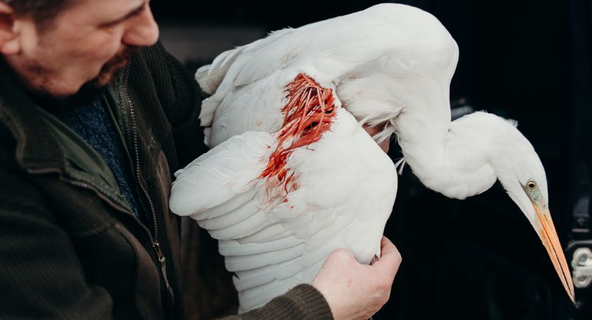 Ktoś urządził masakrę czapli nad jeziorem w okolicach Dębowca