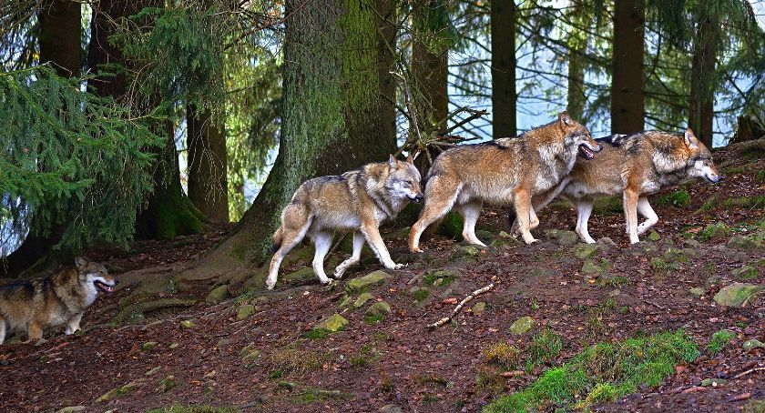 Gmina apeluje aby nie wypuszczać psów luzem. Wszystko przez wilki 