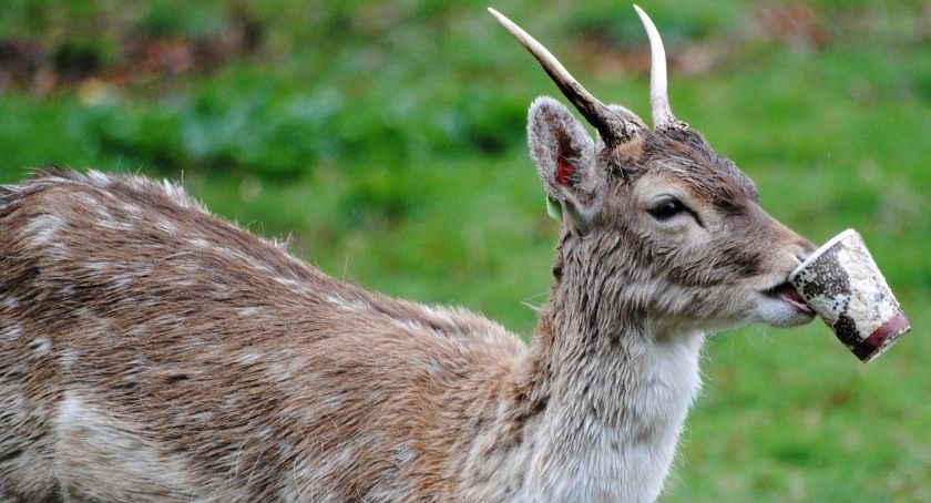 Czas na wielkie Śmieciobranie | Fundacja Ekologiczna Arka zaprasza do akcji