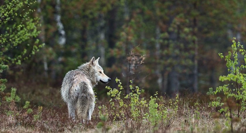 Wilkowice ostrzegają przed wilkami 