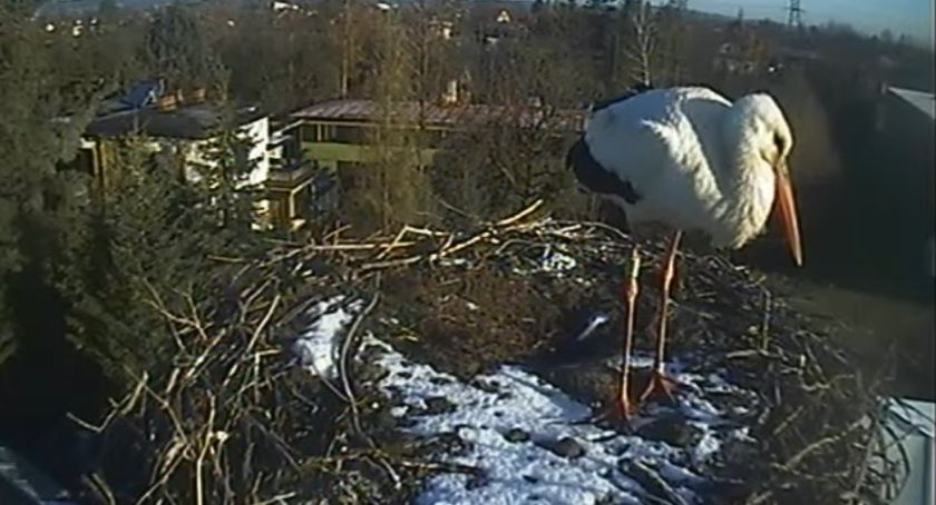 Bocian zamieszkał w gnieździe na szczycie komina w Ustroniu