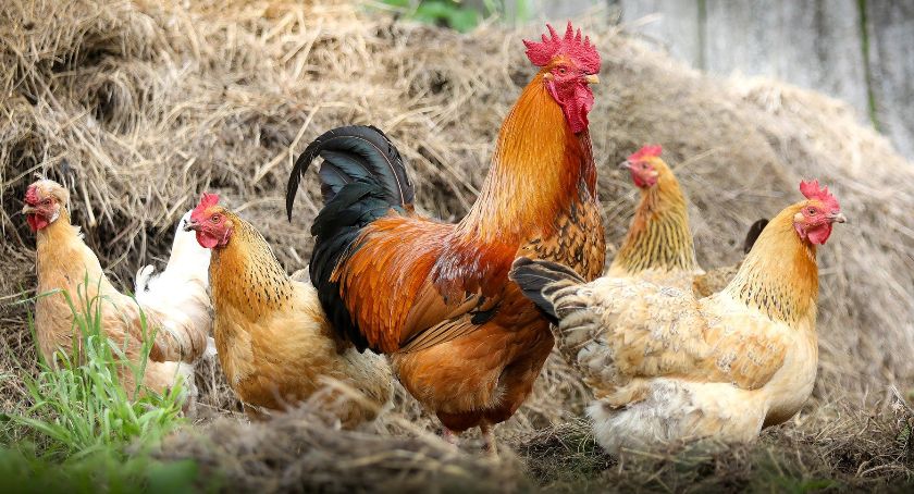 Dwa ogniska ptasiej grypy w powiecie cieszyńskim