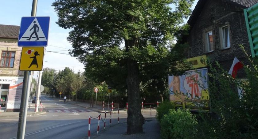 Czechowiczanie walczą o przeznaczone do wycinki drzewo