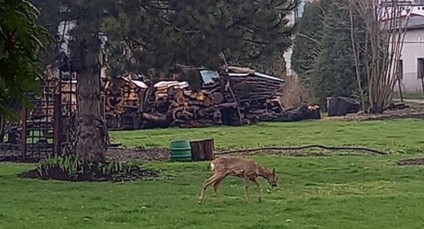 Kobieta z dzieckiem zaatakowana przez sarnę FOTO