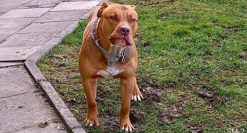 Pitbull bez smyczy i właściciela terroryzował mieszkańców Cieszyna
