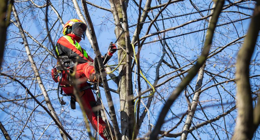 Mosty dla wiewiórek powstają w Bielsku-Białej FOTO