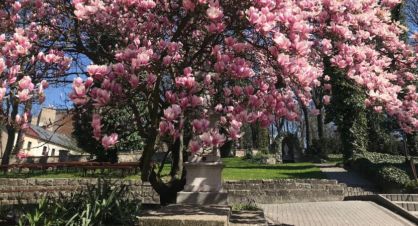 Cieszyn zaprasza na spacer szlakiem kwitnących magnolii FOTO