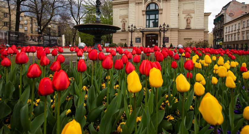 Morze wiosennych kwiatów w Bielsku Białej FOTO