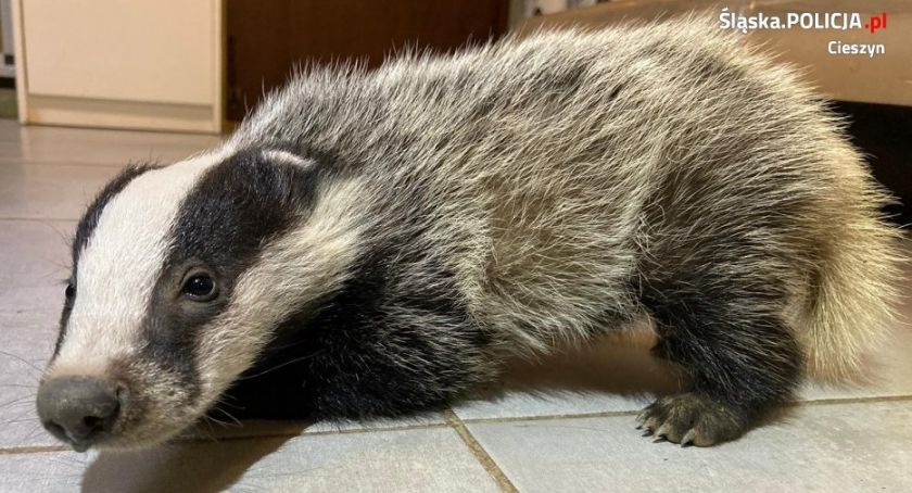 Mundurowi ruszyli z pomocą małemu borsukowi