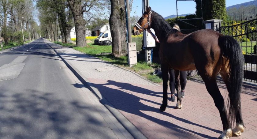 Koń szedł środkiem ruchliwej drogi z Bielska-Białej do Kęt