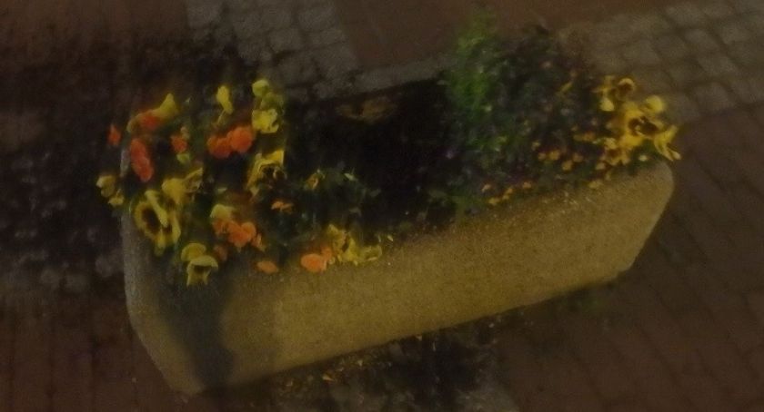 Wandal niszczył kwietniki i kosze w centrum Bielska-Białej