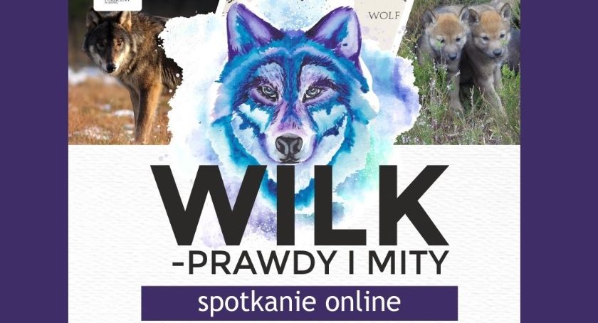 Prawdy i mity o wilkach - spotkanie z biolożką i badaczką 