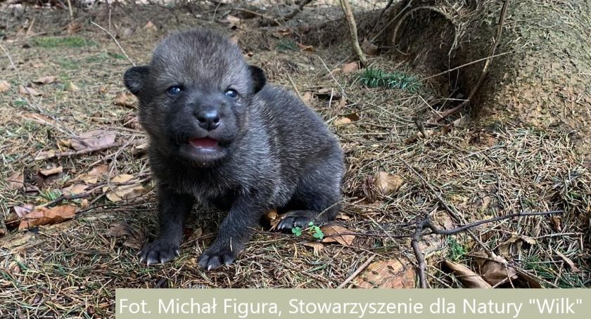 Turyści zabrali z lasu wilka, myśleli, że to pies