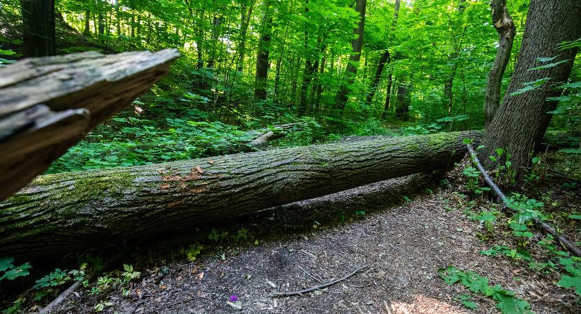 Trwają prace porządkowe w Dolinie Gościnnej na osiedlu Karpackim