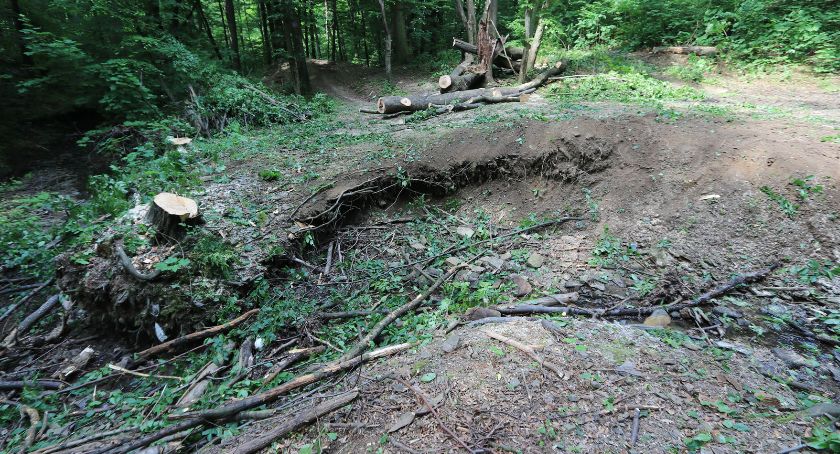 Dewastacja Doliny Gościnnej - oświadczenie Stowarzyszenia Olszówka i Bielszczanie dla drzew