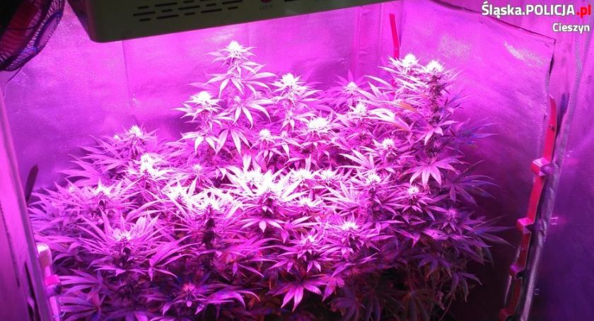 Zlikwidowano plantację marihuany z ponad 200 krzakami