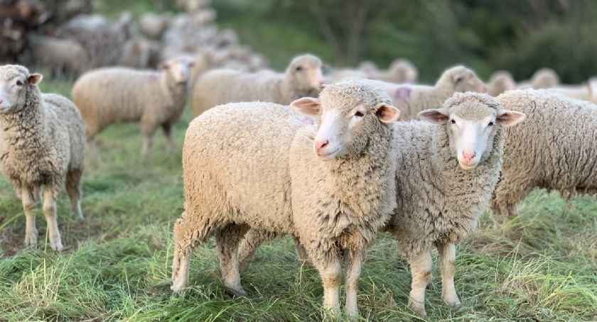 Na wspólne wyjście owiec na halę zaprasza Bacówka Sopki Stopki