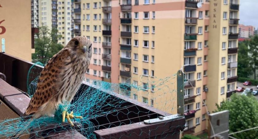 Zabezpieczasz balkon siatką? Rób to mądrze, żeby nie szkodzić dzikim zwierzętom
