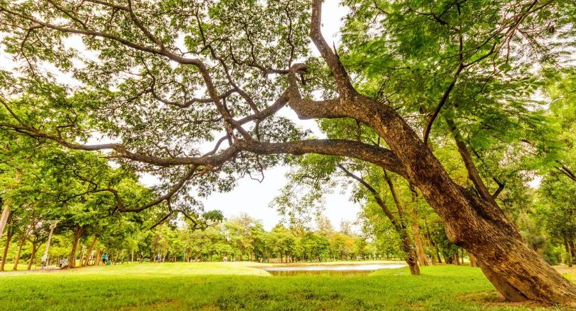 10 mln zł na łagodzenie skutków zmian klimatycznych przyznano Czechowicom-Dziedzicom