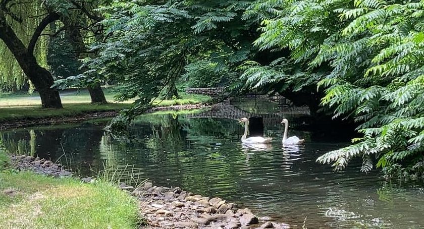Żywiecki park stał się azylem dla łabędzi