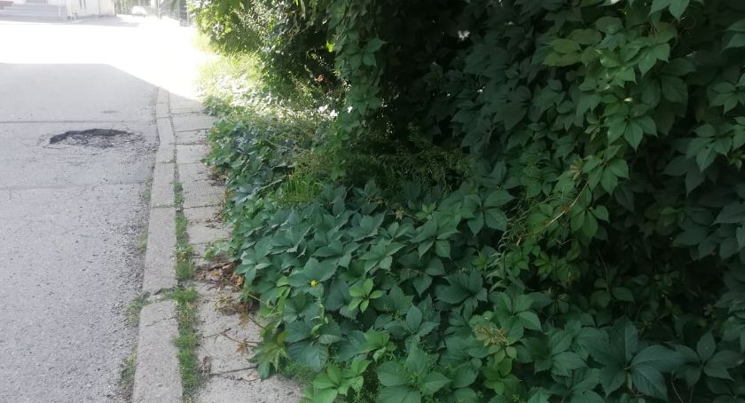 Interwencja w sprawie pielęgnacji krzewów i drzew przy bielskich chodnikach