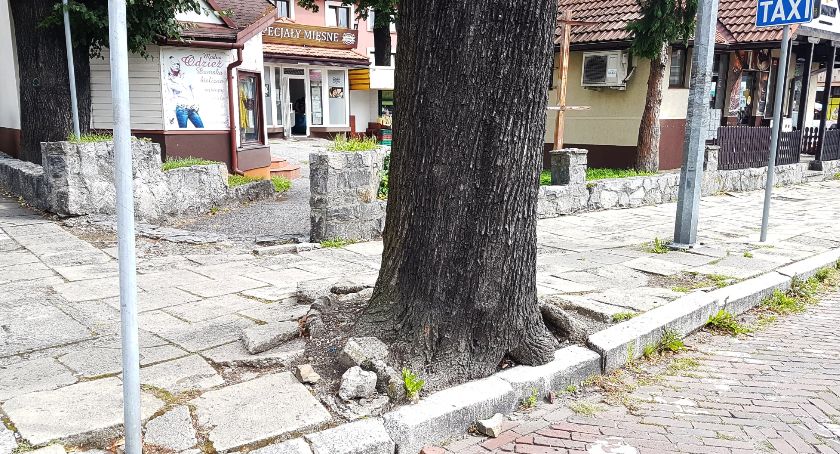 Wytną dwa drzewa w okolicach żywieckiego dworca