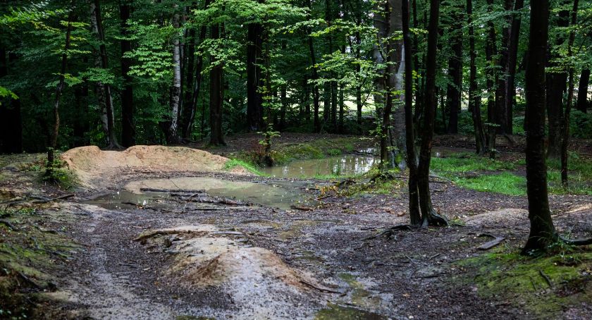 W Wapienicy wytną drzewa zniszczone przez rowerzystów