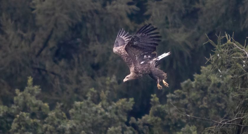 [FOTO] Bielik sfotografowany w Czechowicach-Dziedzicach