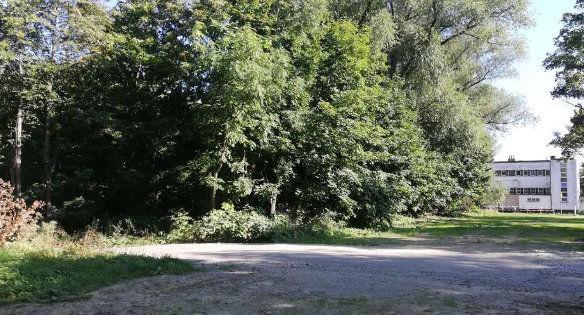 Nie będzie wycinki 271 drzew obok lotniska | Miasto wstrzyma budowę parkingu przy Lasku Bathelta