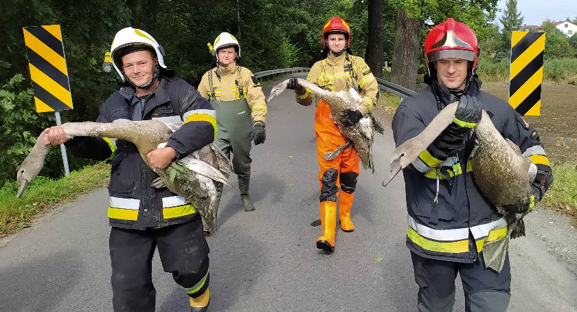 Młode łabędzie zostały uwięzione na stawie, z którego spuszczono wodę