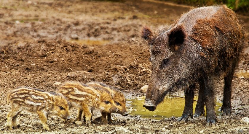 Radna skarży się na stada dzików w Lipniku. Czy będzie odstrzał?