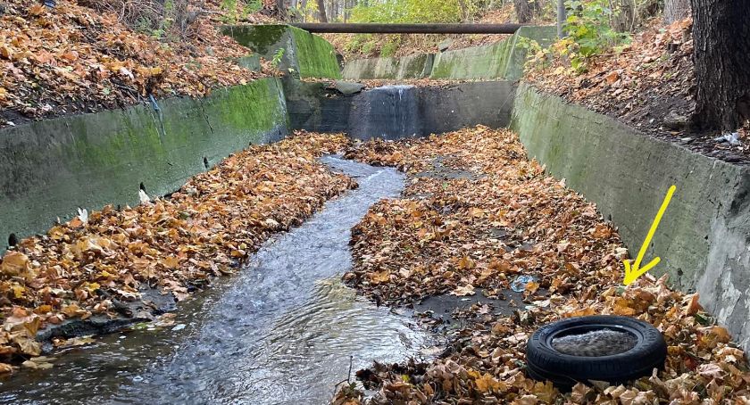 Borsuk został uwięziony w betonowym korycie potoku