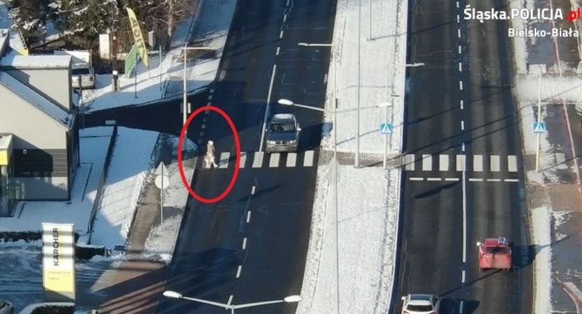 Policyjny dron sprawdził zachowanie kierowców i pieszych na przejściach | Zarejestrowano 70 wykroczeń