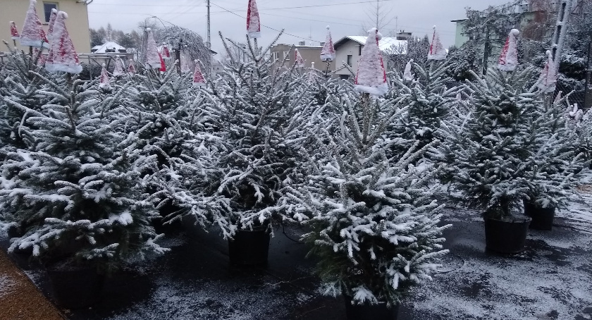 Świerki, jodły kaukaskie, a może sztuczne. Ile w tym roku zapłacimy za choinkę świąteczną?