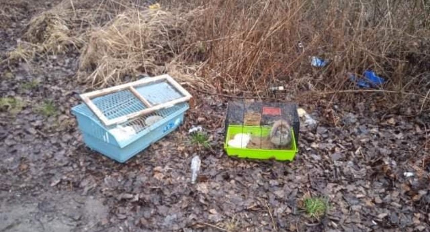 Dwa wychudzone króliki porzucono przy stacji benzynowej w Bielsku-Białej