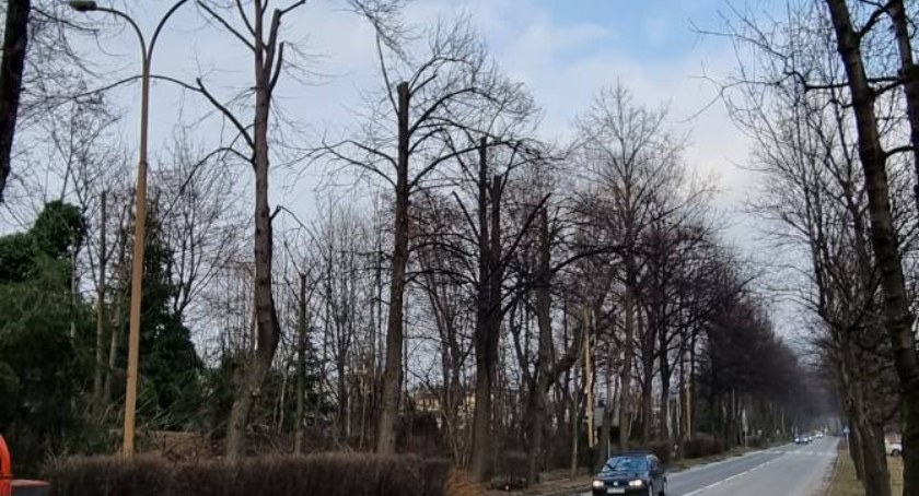 Przez panele fotowoltaiczne cierpią drzewa