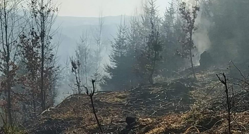 Spaliło się 7 hektarów lasu | W akcji gaśniczej brały udział samoloty gaśnicze