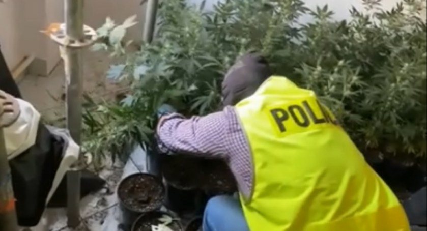 Zlikwidowano plantację konopi indyjskich w Bielsku-Białej FILM I FOTO