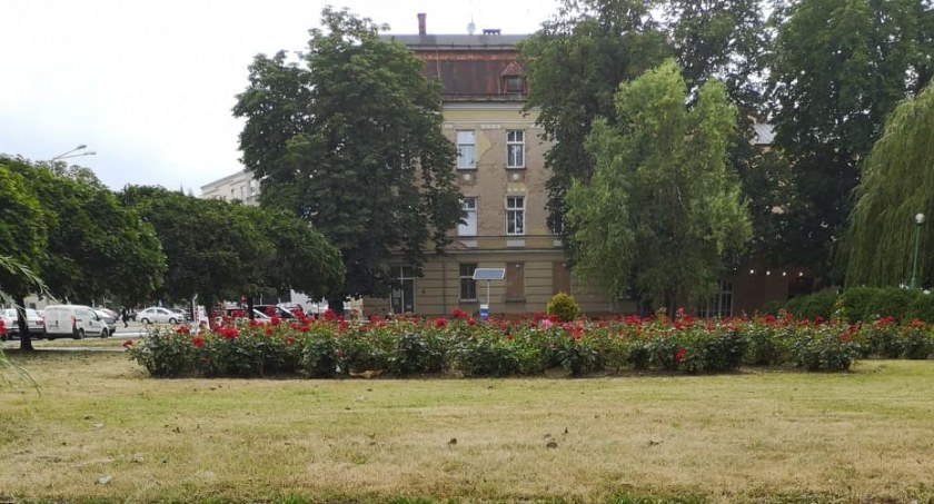 Przygarnij różę z Parku Włókniarzy | Dziś odbędzie się akcja miejskiego recyklingu