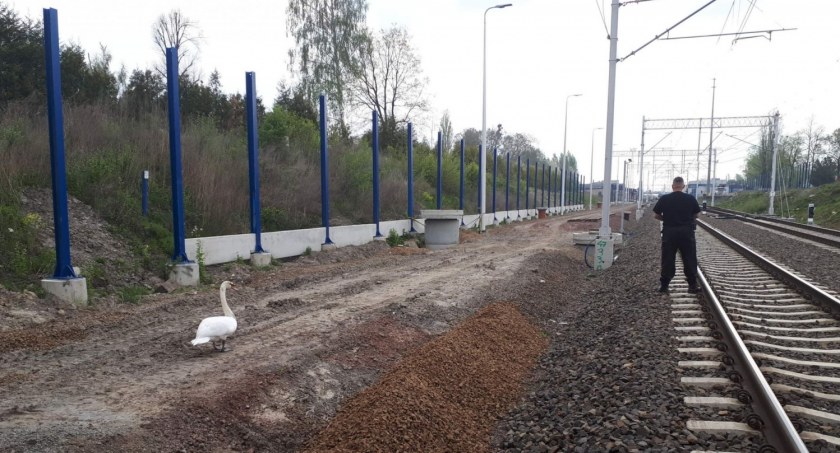 Strażnicy uratowali łabędzia przed nadjeżdżającym pociągiem